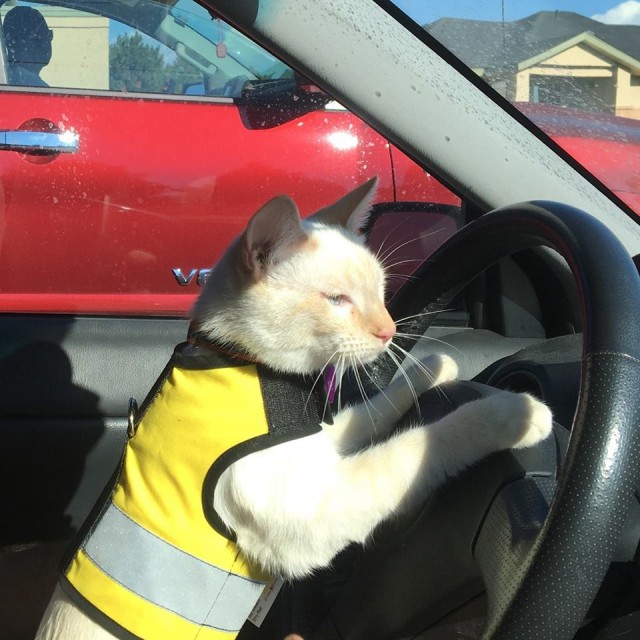 mel-the-cat-driving