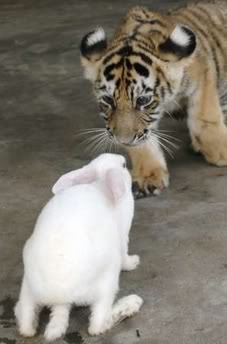 Marriage Theory -- The Tiger and Rabbit